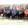 Dog River Ranch - 730# March/April Delivery Heifers - 43 Head (Corning, SK)