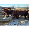 Image 2 : Fox Cattle Co. - 11 Bred Heifers (Pen 516)