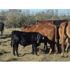 Image 2 : Twin Arrows Ranch -  610# October Delivery Steer Calves - 100 Head (Erskine, AB)
