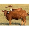 Image 3 : Riverbend Ranch - 860# September Delivery Grass Heifers - 310 Head (Scotfield, AB)