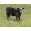 Image 7 : Blooming Enterprises Ltd. - 625# October Delivery Steer Calves - 85 Head (Gladmar, SK)