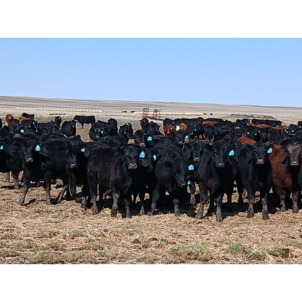JT Cholin Farms - 900# September Delivery Grass Steers - 68 Head (Biggar, SK)