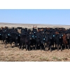 JT Cholin Farms - 900# September Delivery Grass Steers - 68 Head (Biggar, SK)