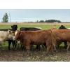 Image 6 : Jason Szymanek - 750# June Delivery Heifers - 75 Head (Stauffer, AB)