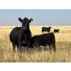 Image 3 : Dar-Lin Ranching - 460# November Delivery Steer Calves - 110 Head (Big Stone, AB)
