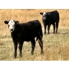 Image 2 : Thurston Newall Farms - 580# Steer Calves - 105 Head (Nightingale, AB)