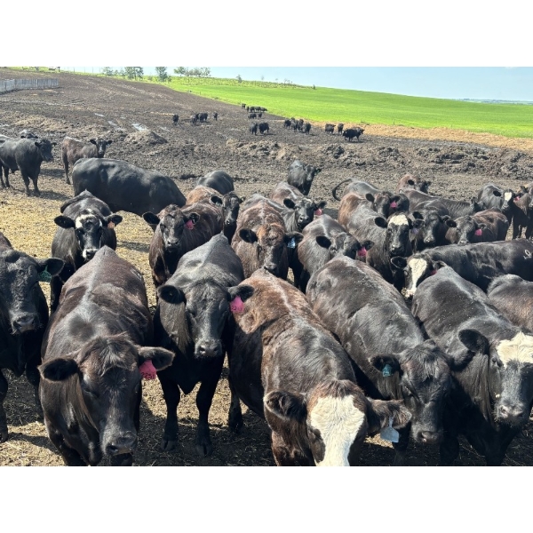 Terry Hines Livestock - 40 Black March Calving Bred Heifers (Marwayne, AB)