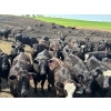 Image 1 : Terry Hines Livestock - 40 Black March Calving Bred Heifers (Marwayne, AB)