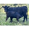 Image 3 : B & B Livestock - 550# Steer Calves - 70 Head (Spruce View, AB)
