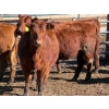 Image 6 : Scott & Gail Sapergia - 15 Red Simm X November Delivery Bred Heifers (Hays, AB)
