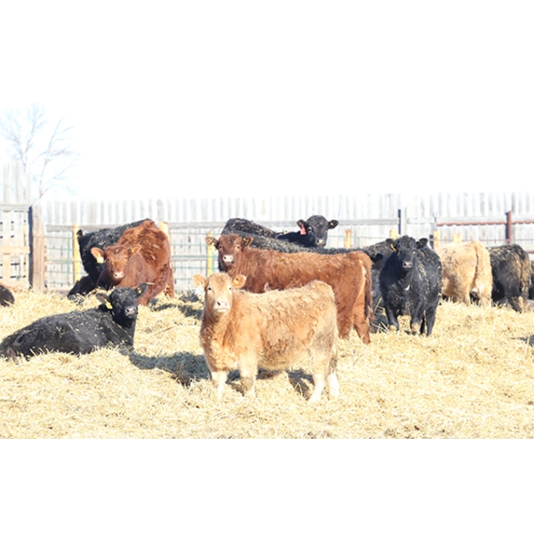 Martee Farm & Ranch - 740# February Weaned Heifers - 83 Head (Midale, SK) VBP+