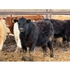 Image 3 : JG Larson Livestock (V-V) - 720# April Delivery Heifers - 78 Head (Jenner, AB) VBP+