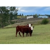 Image 4 : 130 Mile Ranch - 600# October Delivery Steer Calves - 90 Head (Lac La Hache, BC)