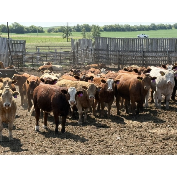 Lesher Lane Enterprises - 975# July Delivery Heifers - 175 Head (Lacombe, AB)