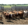 Image 1 : Lesher Lane Enterprises - 975# July Delivery Heifers - 175 Head (Lacombe, AB)