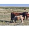 Image 4 : Ron Schmidt - 690# November Delivery Heifer Calves - 85 Head (Rainier, AB)