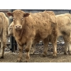 Image 6 : Hawk Ranching - 970# March Delivery Steers - 65 Head (Parkland, AB)