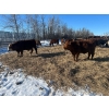 Image 5 : Chris Bartel - 890# March Delivery Steers - 68 Head (Fort Vermilion, AB)