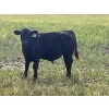 Image 2 : Darrell Goldsmith - 450# October Delivery Steer Calves - 75 Head (Hoosier, SK)