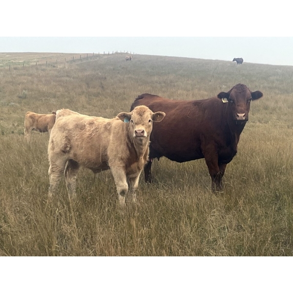 Muzyka Farms - 675# October Delivery Steer Calves - 65 Head (Cereal, AB)