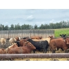 Image 5 : Gonnet Farms - 980# September Delivery Heifers - 160 Head (Onoway, AB)