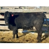 Image 2 : Resch Ranch - 7 Fourth Calvers (Pen 518)