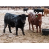 Image 2 : Bill Devos - 680# March Delivery Steers - 80 Head (Fork River, MB)
