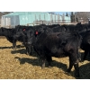 Image 5 : Misty Meadows Ranch - 34 Black Angus X Replacement Heifers (Austin, MB)