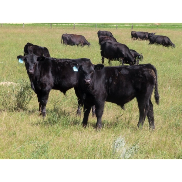 Tom Harrison - 550# Dec/Jan Delivery Steer Calves - 80 Head (Regina Beach, SK)