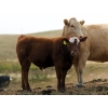 Image 5 : Alvin Sandum Family - 670# Steer Calves - 94 Head (Hussar, AB)