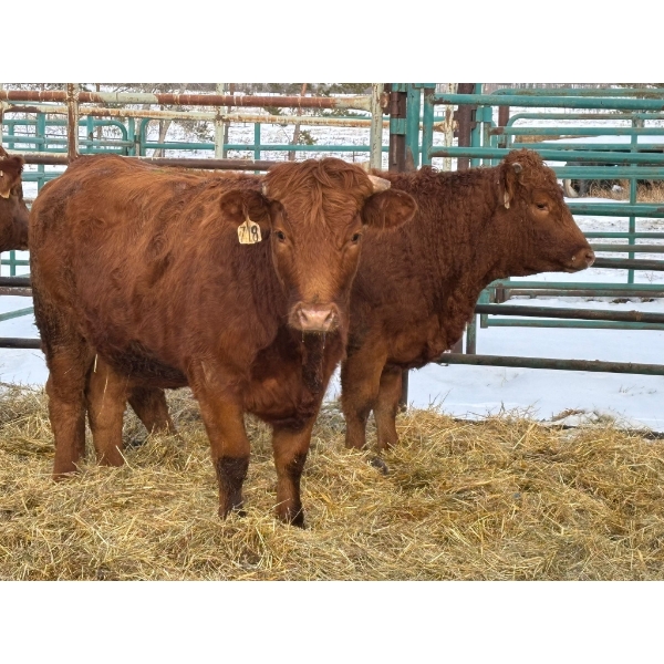Regehr Land & Cattle - 3 Heifers (Pen 140)