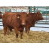 Image 1 : Regehr Land & Cattle - 3 Heifers (Pen 140)