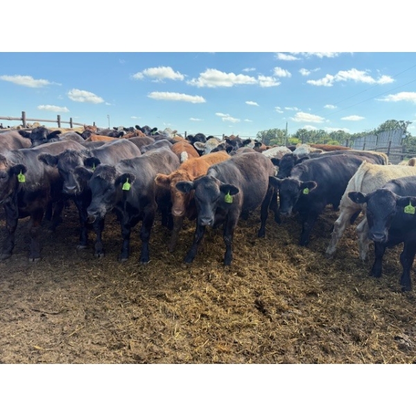 Chipping Hill Cattle Co. - 785# August Delivery Steers - 77 Head (MacGregor, MB)