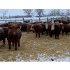 Image 6 : South Valley Farms - 850# February Delivery Weaned Steers - 70 Head (Rapid City, MB)
