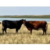 Image 6 : Kings Corner Farms - 40 Open Angus X Cows (Corning, SK)
