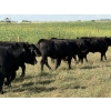 Image 11 : Sheldon Reimer - 940# September Delivery Grass Heifers - 325 Head (Cromer, MB)