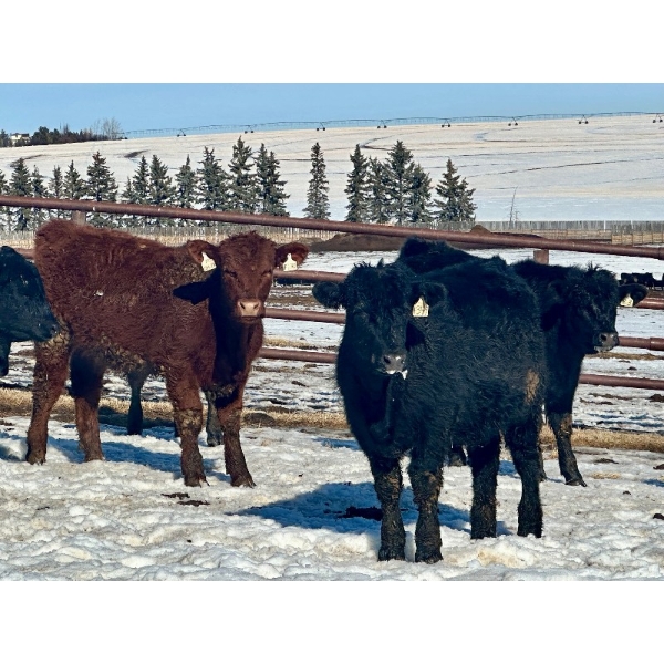 Sturgeon River Ranch - 725# March Delivery Steers - 85 Head (Rockyford, AB)