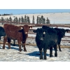 Image 1 : Sturgeon River Ranch - 725# March Delivery Steers - 85 Head (Rockyford, AB)