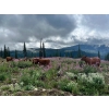 Image 21 : Squaw Valley Ranch - 850# October Delivery Steer Calves - 72 Head (Lumby, BC)