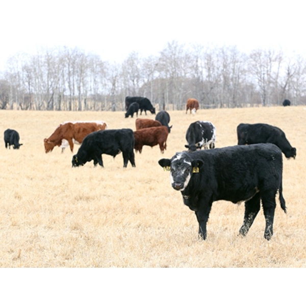 James Perras - 500# November Steer Calves - 75 Head (Windthorst, SK)