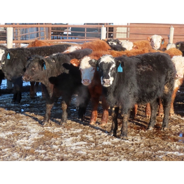 Bezan Cattle Corporation - 675# April Delivery Steers - 80 Head (Midale, SK)