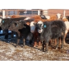 Image 1 : Bezan Cattle Corporation - 675# April Delivery Steers - 80 Head (Midale, SK)
