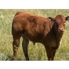 Image 3 : Twisted K Limousin - 540# October Delivery Steer Calves - 40 Head (Byemoor, AB)