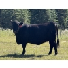 Image 4 : Rafter 17 Ranching - 1100# September Delivery Grass Heifers - 50 Head (Eckville, AB) VBP+