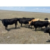 Image 5 : Franz Land & Cattle - 930# August Delivery Grass Heifers - 124 Head (Onefour, AB)