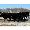 Image 11 : Gerald Retzlaff - 25 Black Angus/Black Angus X Bred Heifers (Fairlight, SK)
