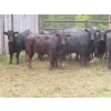 Image 2 : Taylor Enterprises Inc. - 830# September Delivery Grass Heifers - 75 Head (Wawota, SK)