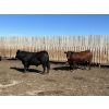 Image 6 : Hillsvale Farming Co. Ltd. - 40 Angus/Angus X Fed Steers (Cut Knife, SK)