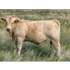 Image 6 : Holst Farms Ltd. - 700# October Delivery Steer Calves - 88 Head (Hays, AB)
