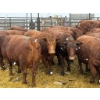 Image 2 : Spruce Ridge Farms - 11 2-3 Year-Old Cows (Pen 422B)